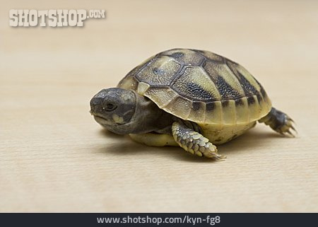 
                Landschildkröte, Schildkrötenjunges                   