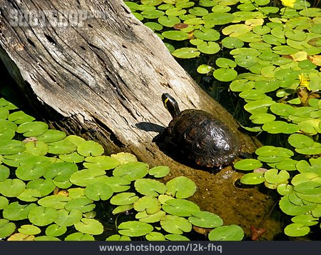 
                Seerosen, Gelbwangen-schmuckschildkröte                   
