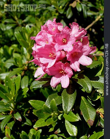 
                Blüte, Bewimperte Alpenrose                   