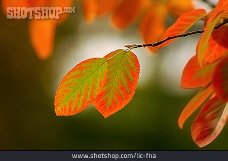 
                Herbst, Zweig, Pflanzenblatt                   