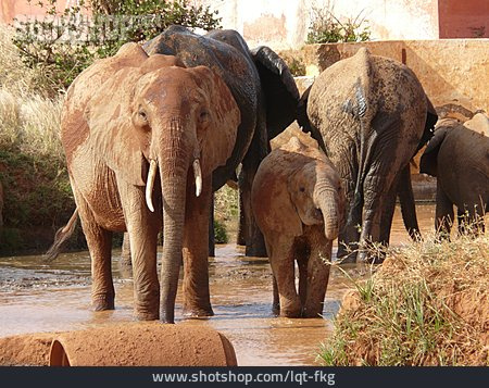 
                Elefant, Elefantenherde                   