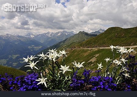 
                Gebirge, Südtirol, Edelweiß, Jaufenpass, Passeiertal                   