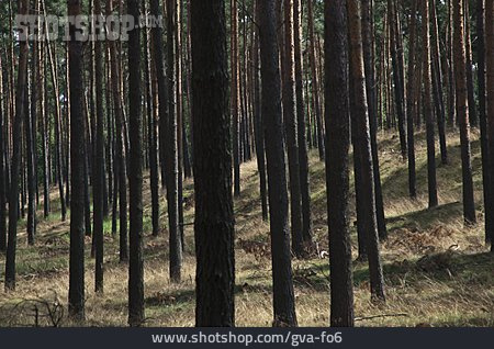 
                Wald, Baumstamm, Kiefernwald                   