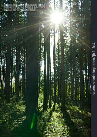 
                Sonnenlicht, Wald, Nadelwald                   