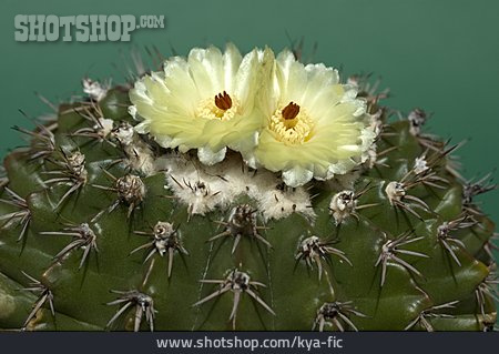 
                Kaktus, Parodia                   