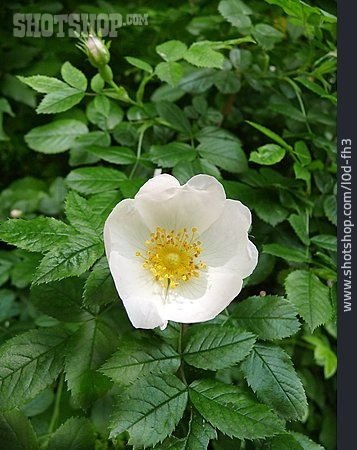 
                Rosenstrauch, Heckenrose, Hagebuttenblüte                   