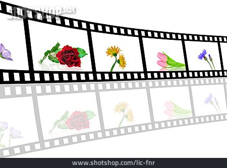 
                Blume, Fotografie, Filmstreifen, Naturfotografie                   