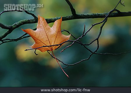 
                Herbst, Blatt, Vergänglichkeit, Ahornblatt, Herbstblatt                   