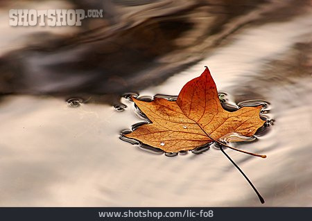 
                Herbstlaub, Wasseroberfläche, Ahornblatt                   