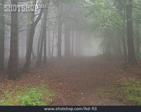 
                Herbst, Nebel, Waldweg                   