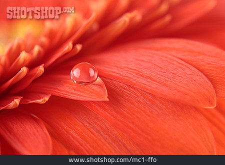 
                Blüte, Wassertropfen, Gerberablüte                   