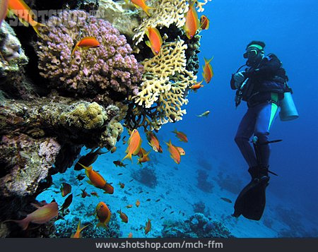 
                Unterwasser, Korallenriff, Taucher, Tauchen, Rotes Meer                   