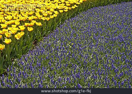 
                Tulpe, Blumenbeet, Armenische Traubenhyazinthe                   