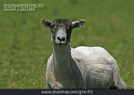 
                Schaf, Geschoren                   