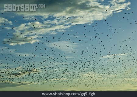 
                Vogelschwarm, Vogelzug                   