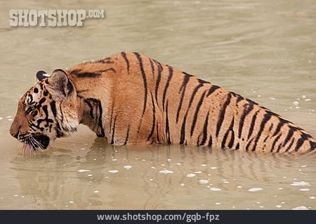 
                Raubtier, Tiger                   