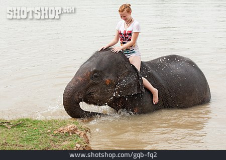 
                Riding, Elephant, Elefant Ride                   