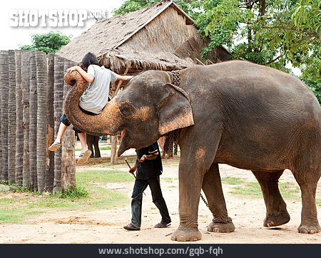 
                Elefant, Elefantenritt                   