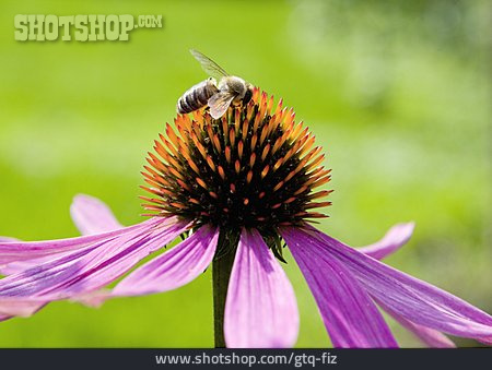 
                Blüte, Biene, Sonnenhut                   