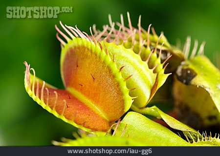
                Fleischfressende Pflanze, Venusfliegenfalle                   