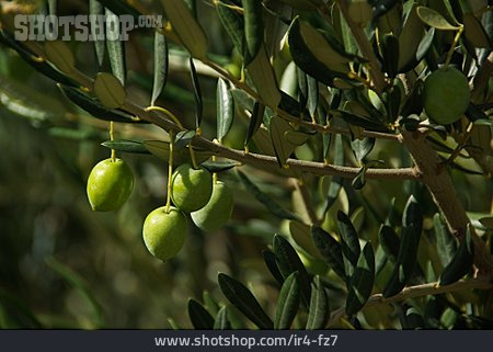 
                Olivenzweig, Olive                   