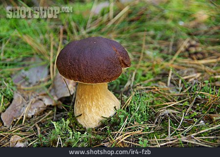 
                Mushroom, Cepe                   