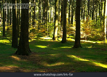 
                Wald, Forst                   