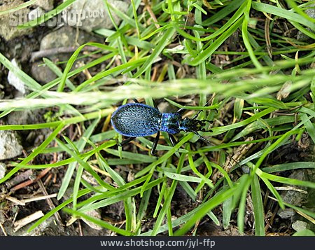 
                Käfer, Blauvioletter Waldlaufkäfer                   