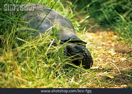 
                Schildkröte, Galápagos-riesenschildkröte                   