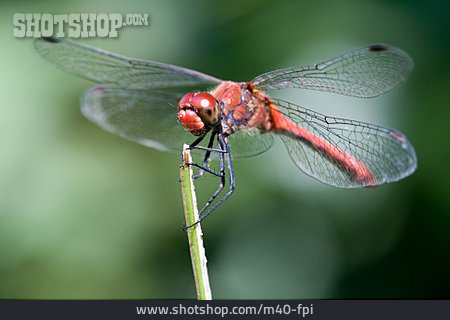 
                Libelle, Blutrote Heidelibelle                   