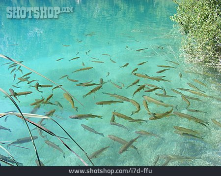 
                Fischschwarm, Naturschutzgebiet, Plitvicer Seen                   