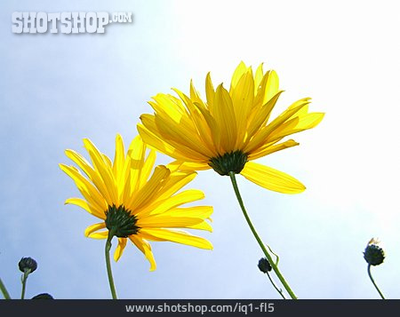 
                Blume, Topinambur                   