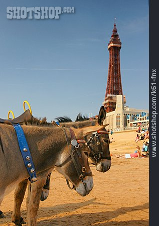 
                Esel, Blackpool, Blackpool Tower                   