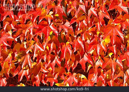 
                Herbstlich, Weinlaub, Blattfärbung                   