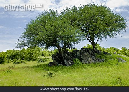 
                Landschaft, Akazie                   