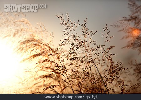 
                Sun, Grasses, Summer                   