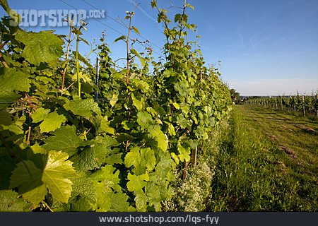
                Weinanbau, Weinstock, Weingarten                   
