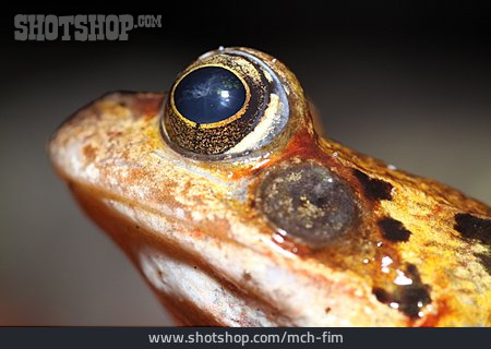 
                Auge, Frosch                   