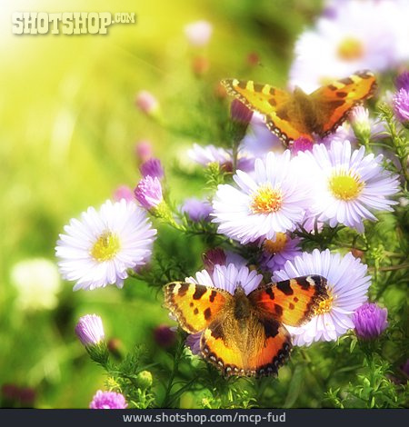 
                Schmetterling, Sommerlich, Kleiner Fuchs                   