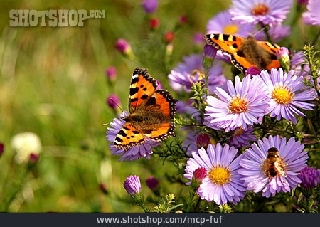 
                Schmetterling, Sommerlich, Kleiner Fuchs                   