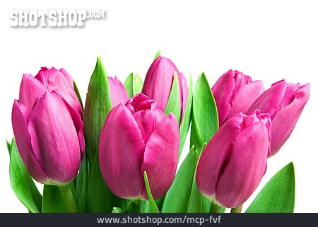 
                Tulip, Bouquet, Tulips Bloom                   