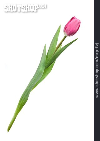 
                Tulpe, Schnittblume                   