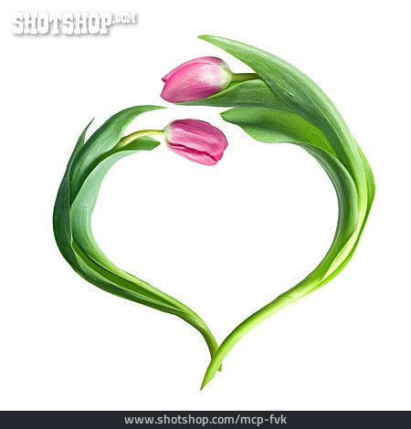 
                Tulpe, Herzförmig                   