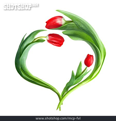 
                Tulpe, Valentinstag, Herzförmig                   