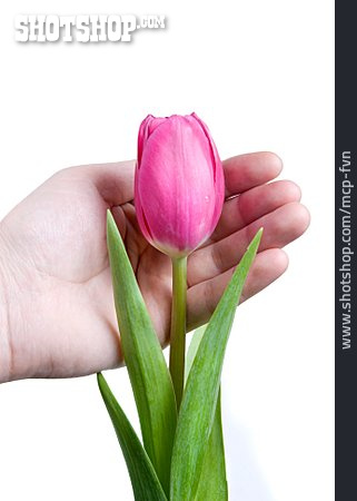 
                Blume, Naturschutz, Tulpe                   