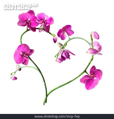 
                Herzform, Orchidee, Orchideenblüte                   