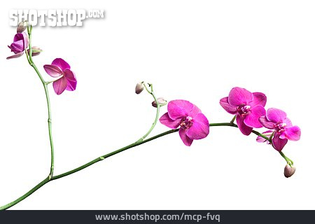 
                Orchidee, Orchideenzweig                   