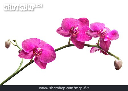 
                Orchideenblüte, Orchideenzweig                   