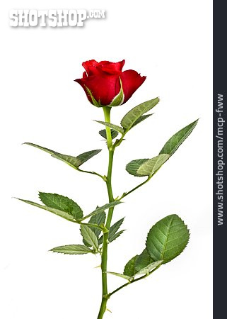
                Blume, Rose, Rote Rose                   