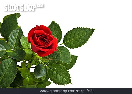
                Blume, Rosenblüte, Rote Rose                   